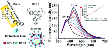 Graphical abstract: Total membrane lipid assay (MLA): simple and practical quantification of exosomes based on efficient membrane-specific dyes unaffected by proteins