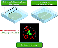 Graphical abstract: Electrochemical imaging of cells and tissues