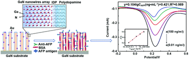 Graphical abstract: A highly sensitive label-free electrochemical immunosensor based on an aligned GaN nanowires array/polydopamine heterointerface modified with Au nanoparticles