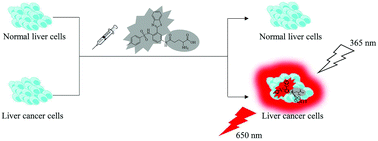 Graphical abstract: A novel “AIE + ESIPT” near-infrared nanoprobe for the imaging of γ-glutamyl transpeptidase in living cells and the application in precision medicine