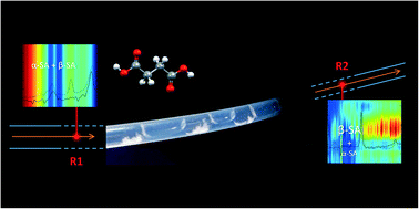 Graphical abstract: In situ non-invasive Raman spectroscopic characterisation of succinic acid polymorphism during segmented flow crystallisation