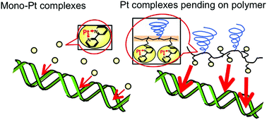 Graphical abstract: Increase in the apparent intercalation ability of a platinum complex via multivalency by installation into the sidechain of a graft copolymer and observation of structural changes in the intercalated DNA