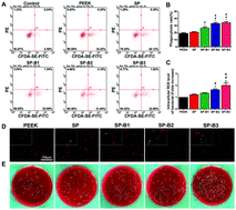 Graphical abstract: Sodium butyrate-modified sulfonated polyetheretherketone modulates macrophage behavior and shows enhanced antibacterial and osteogenic functions during implant-associated infections