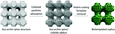 Graphical abstract: Beyond biotemplating: multiscale porous inorganic materials with high catalytic efficiency
