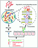 Graphical abstract: Health beneficial effects of resistant starch on diabetes and obesity via regulation of gut microbiota: a review