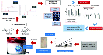 Graphical abstract: Prebiotic galactooligosaccharides production from lactose and lactulose by Lactobacillus delbrueckii subsp. bulgaricus CRL450