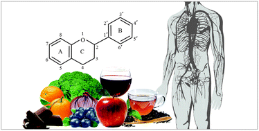 Graphical abstract: An overview and update on the epidemiology of flavonoid intake and cardiovascular disease risk
