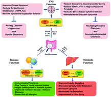 Graphical abstract: Gut microbiota in mental health and depression: role of pre/pro/synbiotics in their modulation