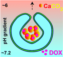 Graphical abstract: Supramolecular nanomotors with “pH taxis” for active drug delivery in the tumor microenvironment