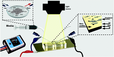 Graphical abstract: A nanostructured microfluidic device for plasmon-assisted electrochemical detection of hydrogen peroxide released from cancer cells