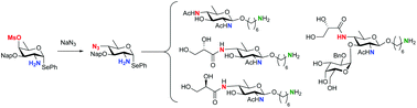 Graphical abstract: Synthesis of orthogonally protected and functionalized bacillosamines