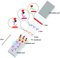 Graphical abstract: Rapid, ultrasensitive and highly specific biosensor for the diagnosis of SARS-CoV-2 in clinical blood samples