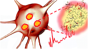 Graphical abstract: Nanoscopic insights into the surface conformation of neurotoxic amyloid β oligomers