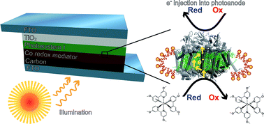 Graphical abstract: Aqueous-soluble bipyridine cobalt(ii/iii) complexes act as direct redox mediators in photosystem I-based biophotovoltaic devices