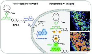 Graphical abstract: A dual-fluorophore sensor approach for ratiometric fluorescence imaging of potassium in living cells