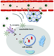 Graphical abstract: Active targeting nano-scale bubbles enhanced ultrasound cavitation chemotherapy in Y1 receptor-overexpressed breast cancer