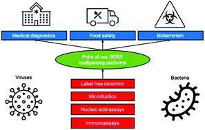 Graphical abstract: Surface enhanced Raman scattering for the multiplexed detection of pathogenic microorganisms: towards point-of-use applications