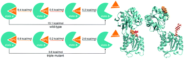 Graphical abstract: Unravelling the mechanism of glucose binding in a protein-based fluorescence probe: molecular dynamics simulation with a tailor-made charge model