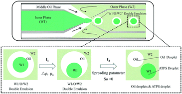 Graphical abstract: Microfluidic generation of ATPS droplets by transient double emulsion technique