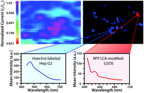 Graphical abstract: Enhancing scanning electrochemical microscopy's potential to probe dynamic co-culture systems via hyperspectral assisted-imaging