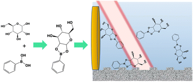 Graphical abstract: Chemical conjugation to differentiate monosaccharides by Raman and surface enhanced Raman spectroscopy