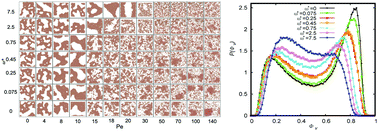 Graphical abstract: Collective dynamics of active circle-swimming Lennard–Jones particles