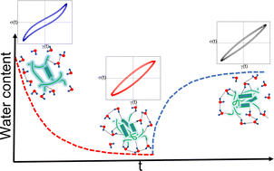 Graphical abstract: Pectin self-assembly and its disruption by water: insights into plant cell wall mechanics