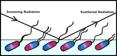 Graphical abstract: Structural investigation of sulfobetaines and phospholipid monolayers at the air–water interface