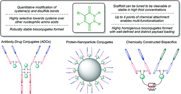 Graphical abstract: The use of bromopyridazinedione derivatives in chemical biology