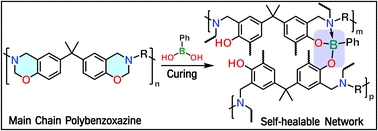Graphical abstract: Exploiting the reversible covalent bonding of boronic acids for self-healing/recycling of main-chain polybenzoxazines