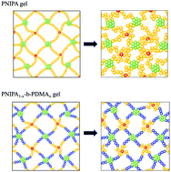 Graphical abstract: Shrinking rates of polymer gels composed of star-shaped polymers of N-isopropylacrylamide and dimethylacrylamide copolymers: the effect of dimethylacrylamide on the crosslinking network