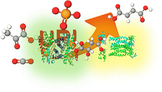 Graphical abstract: Phosphate-induced enhancement of fumarate production from a CO2 and pyruvate with the system of malate dehydrogenase and fumarase