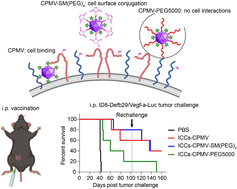 Graphical abstract: A co-formulated vaccine of irradiated cancer cells and cowpea mosaic virus improves ovarian cancer rejection