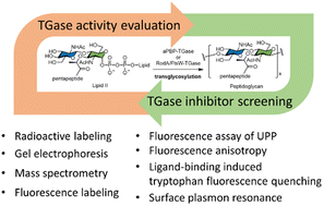 Graphical abstract: Advances and prospects of analytic methods for bacterial transglycosylation and inhibitor discovery