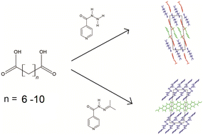 Graphical abstract: The design of a series of cocrystals featuring dicarboxylic acid with a modified isoniazid derivative
