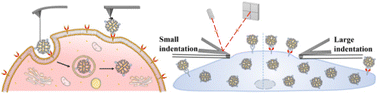 Graphical abstract: Investigating the trans-membrane transport of HAIYPRH peptide-decorated nano-drugs