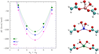 Graphical abstract: Binding of carboxylate and water to monovalent cations