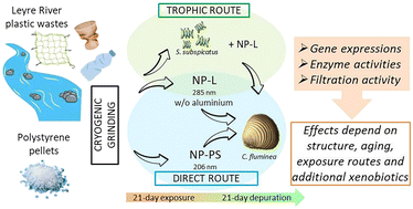 Graphical abstract: Origin, exposure routes and xenobiotics impart nanoplastics with toxic effects on freshwater bivalves