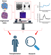 Graphical abstract: Twenty years of islet-on-a-chip: microfluidic tools for dissecting islet metabolism and function