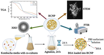 Graphical abstract: Bacterial cellulose nanoparticles as a sustainable drug delivery platform for protein-based therapeutics