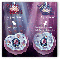 Graphical abstract: One-step simultaneous liquid phase exfoliation-induced chirality in graphene and their chirality-mediated microRNA delivery