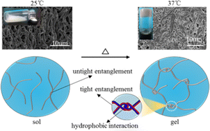 Graphical abstract: Injectable extracellular matrix-mimetic hydrogel based on electrospun Janus fibers