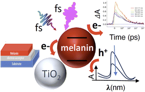 Graphical abstract: Enhanced photochemical activity and ultrafast photocarrier dynamics in sustainable synthetic melanin nanoparticle-based donor–acceptor inkjet-printed molecular junctions