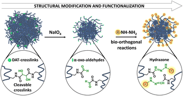 Graphical abstract: Structural control and functionalization of thermoresponsive nanogels: turning cross-linking points into anchoring groups