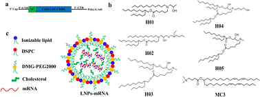 Graphical abstract: Enhanced immunogenicity induced by mRNA vaccines with various lipid nanoparticles as carriers for SARS-CoV-2 infection