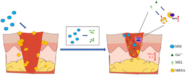 Graphical abstract: Gallium-based metal–organic frameworks loaded with antimicrobial peptides for synergistic killing of drug-resistant bacteria