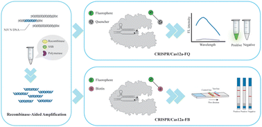 Graphical abstract: Novel methods for the rapid and sensitive detection of Nipah virus based on a CRISPR/Cas12a system