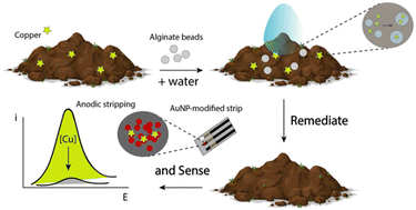 Graphical abstract: Remediate and sense: alginate beads empowered by portable electrochemical strips for copper ion removal and detection at environmental sites