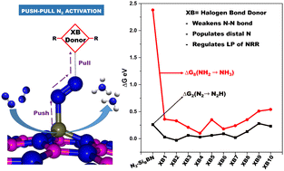 Graphical abstract: Harnessing halogen bond donors for enhanced nitrogen reduction: a case study on metal-free boron nitride single-atom catalysts