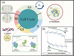 Graphical abstract: A general, robust framework for determining the key species that forewarns sudden transitions in biological circuits